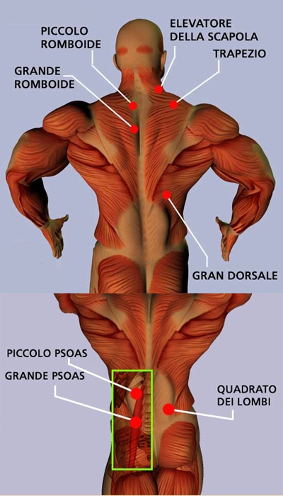 poza despre i muscoli